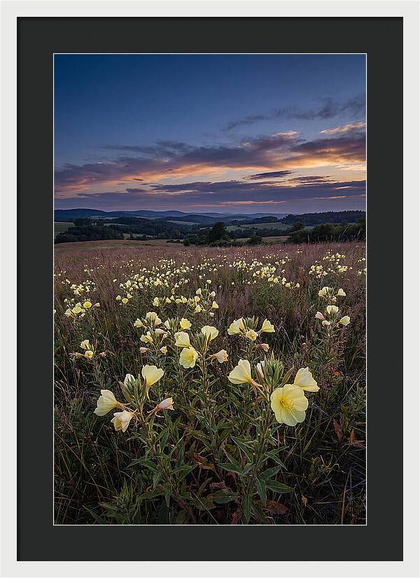 Evening Primrose Blossoms At Dusk