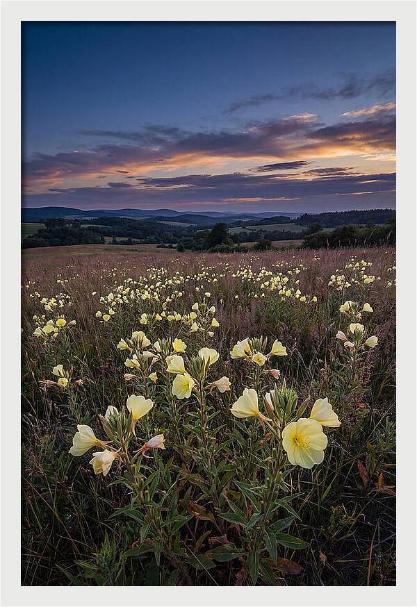 Evening Primrose Blossoms At Dusk