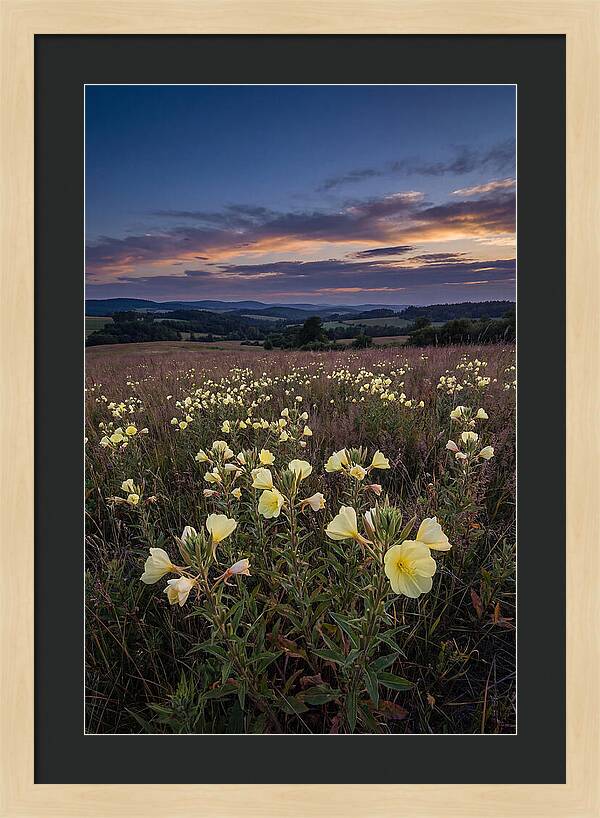 Evening Primrose Blossoms At Dusk