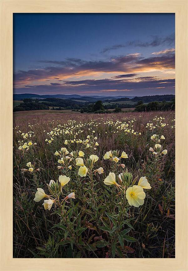 Evening Primrose Blossoms At Dusk