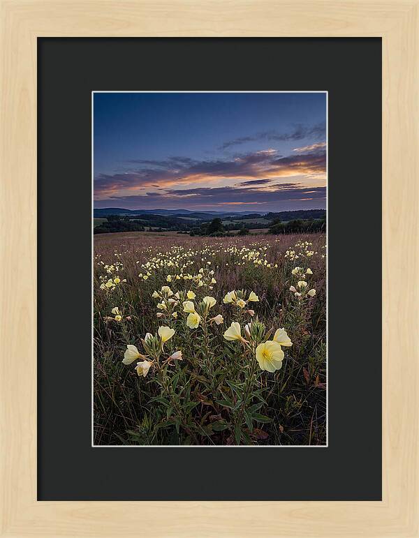 Evening Primrose Blossoms At Dusk