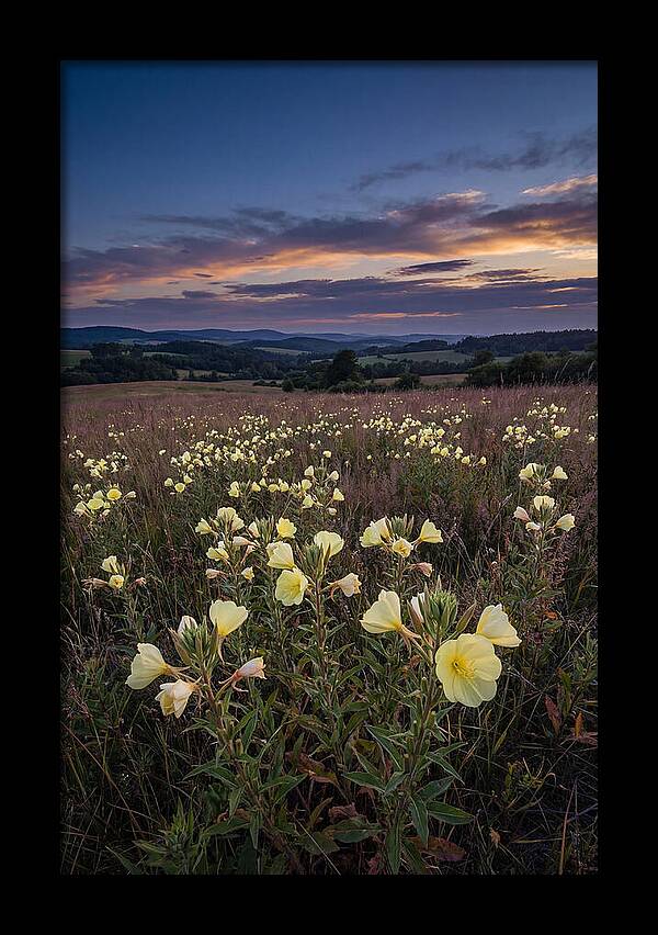 Evening Primrose Blossoms At Dusk