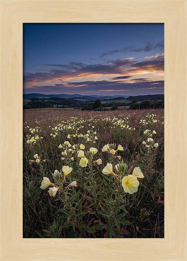 Evening Primrose Blossoms At Dusk