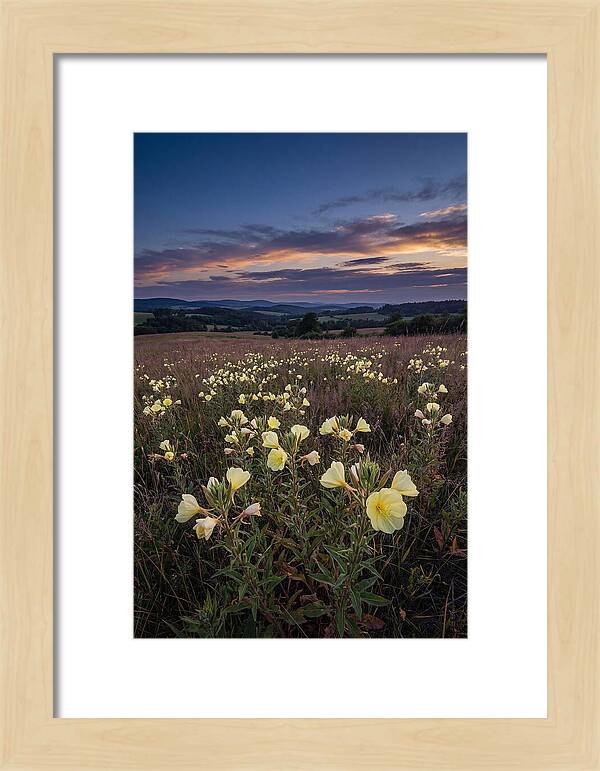 Evening Primrose Blossoms At Dusk