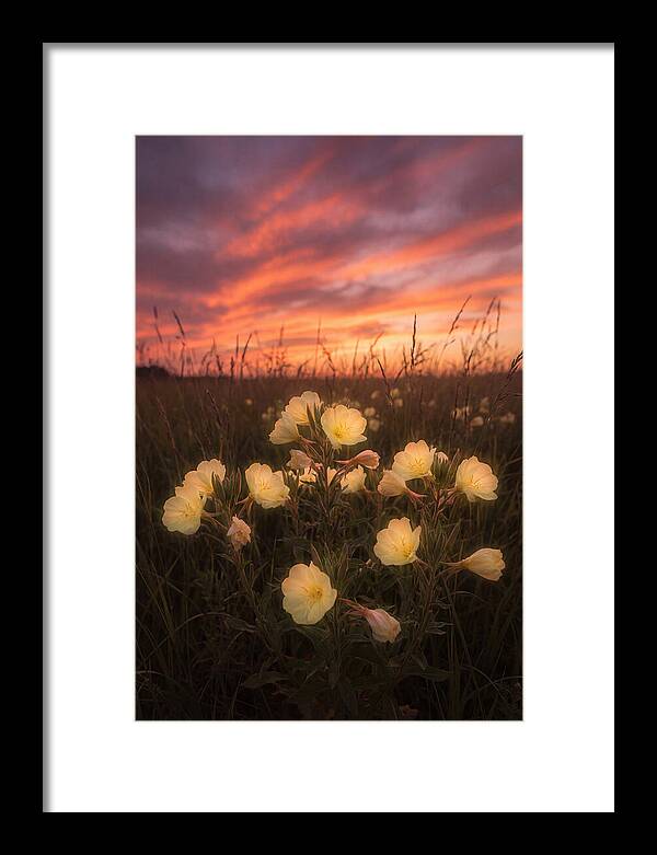 Evening Primrose Glowing At Twilight