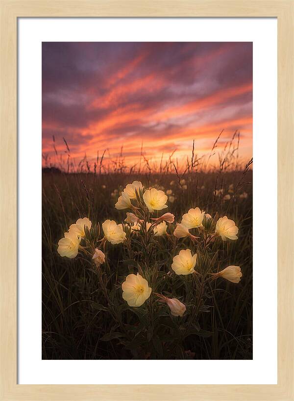 Evening Primrose Glowing At Twilight