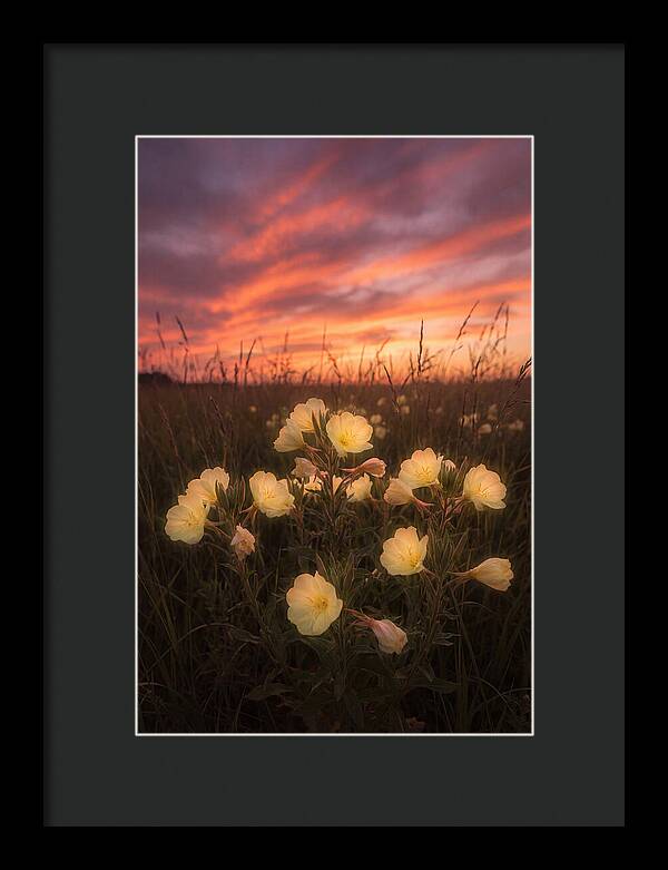 Evening Primrose Glowing At Twilight