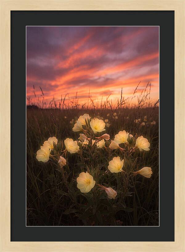 Evening Primrose Glowing At Twilight