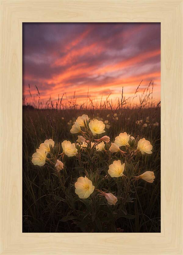 Evening Primrose Glowing At Twilight