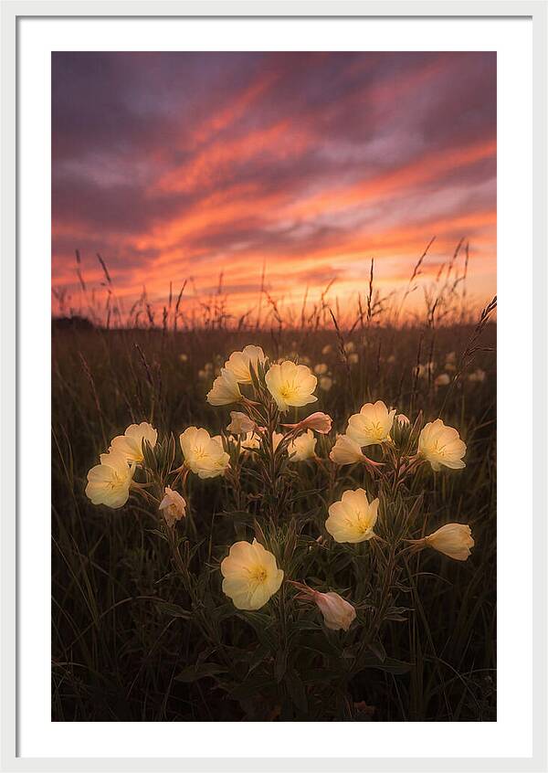 Evening Primrose Glowing At Twilight