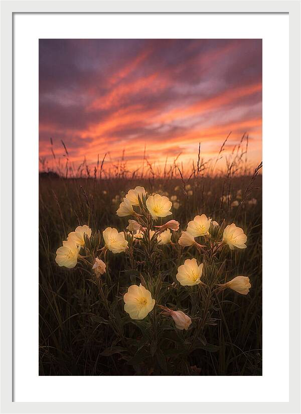 Evening Primrose Glowing At Twilight