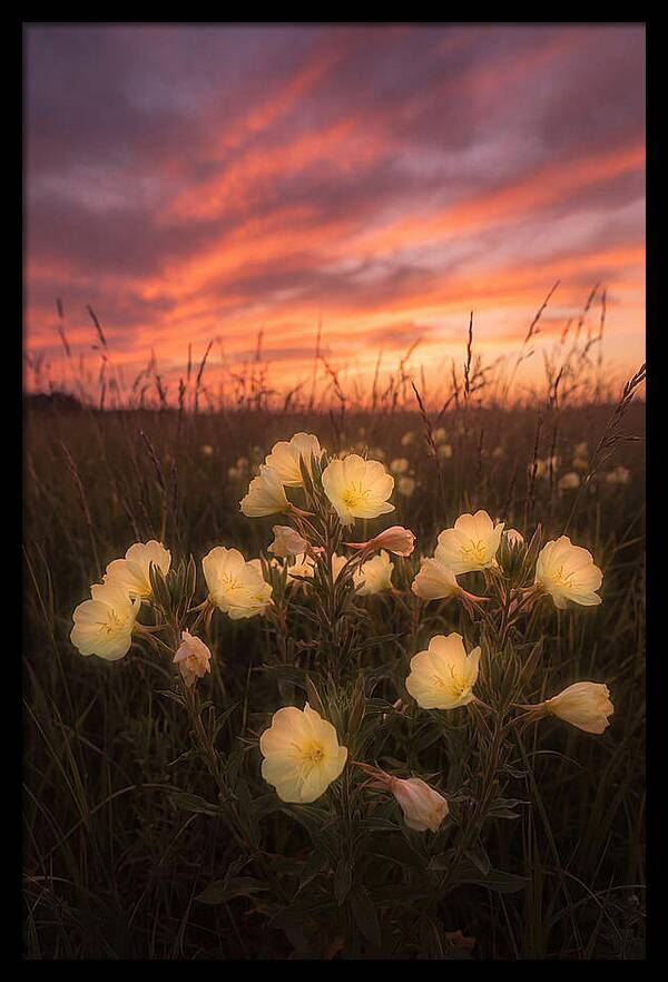 Evening Primrose Glowing At Twilight