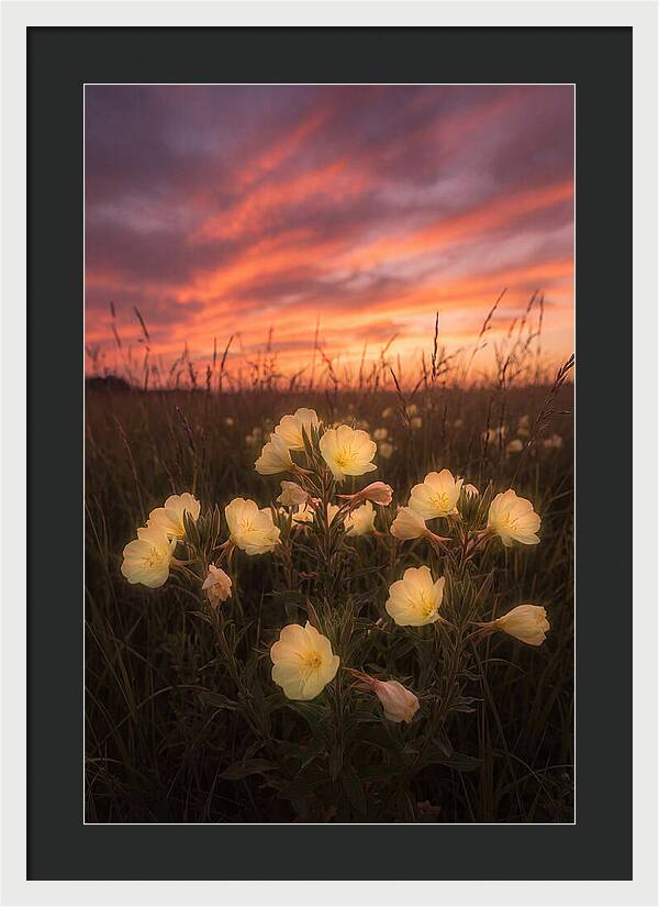 Evening Primrose Glowing At Twilight