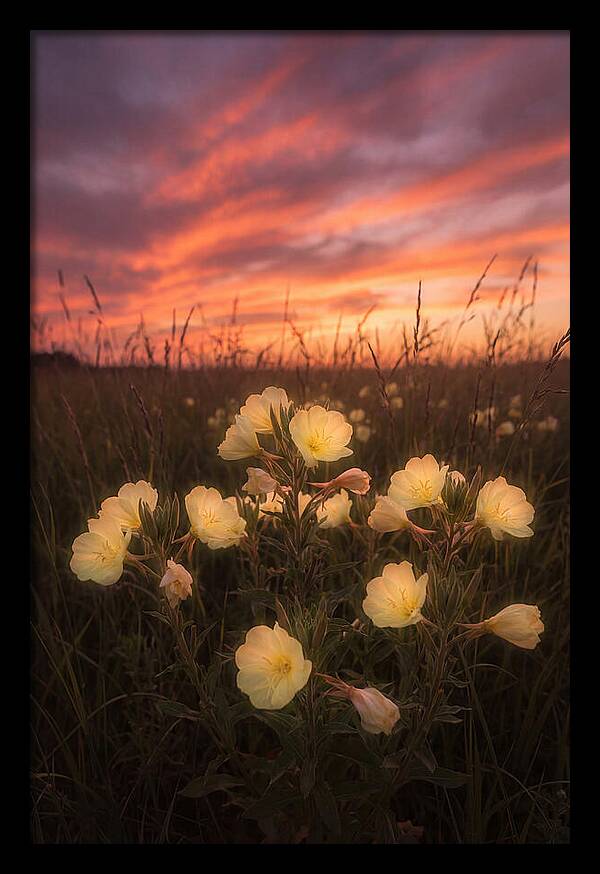 Evening Primrose Glowing At Twilight