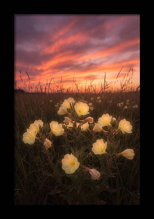 Evening Primrose Glowing At Twilight