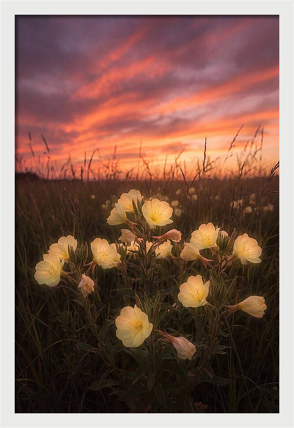 Evening Primrose Glowing At Twilight