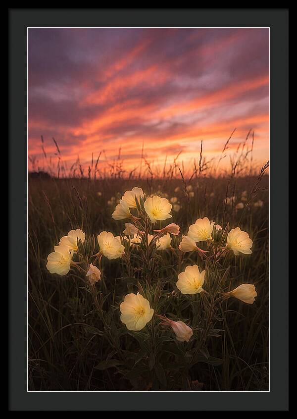 Evening Primrose Glowing At Twilight