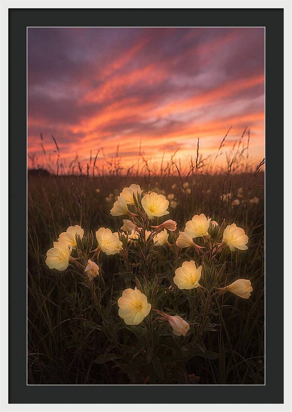 Evening Primrose Glowing At Twilight