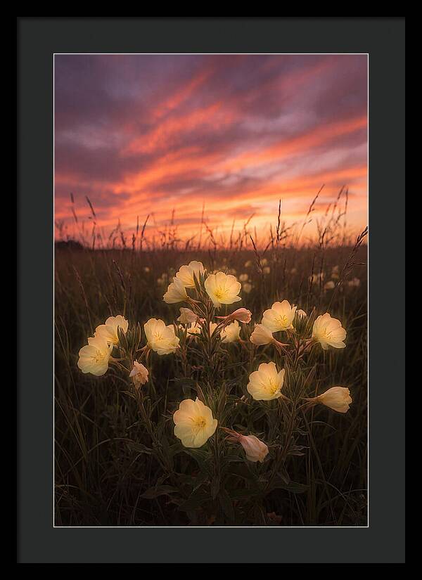 Evening Primrose Glowing At Twilight