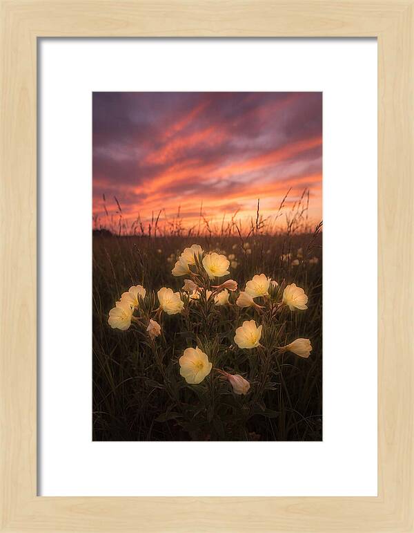 Evening Primrose Glowing At Twilight