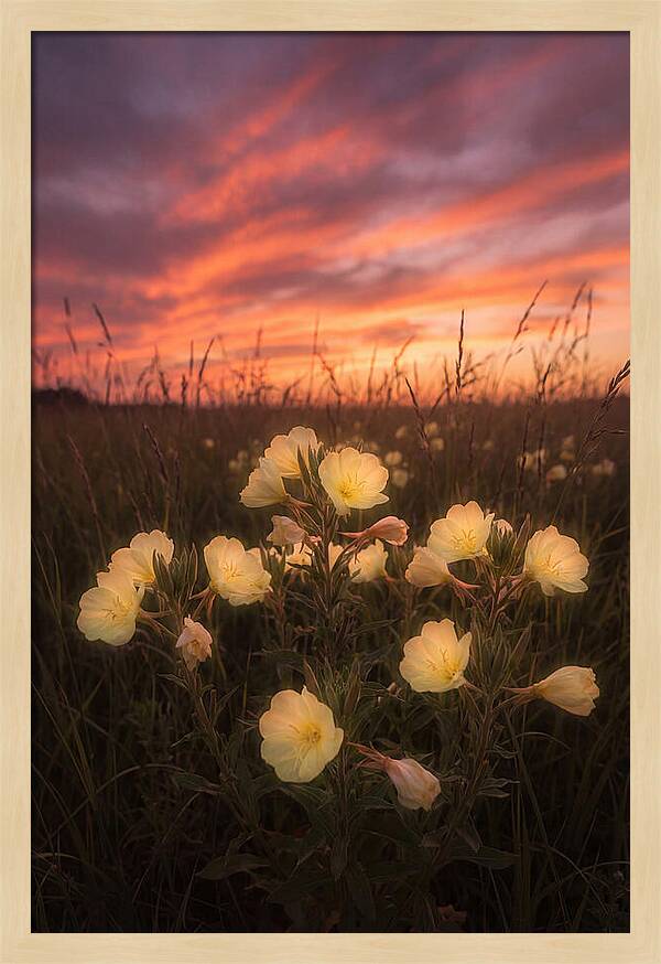 Evening Primrose Glowing At Twilight
