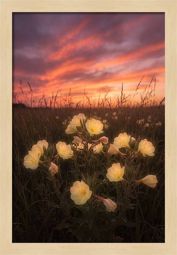 Evening Primrose Glowing At Twilight