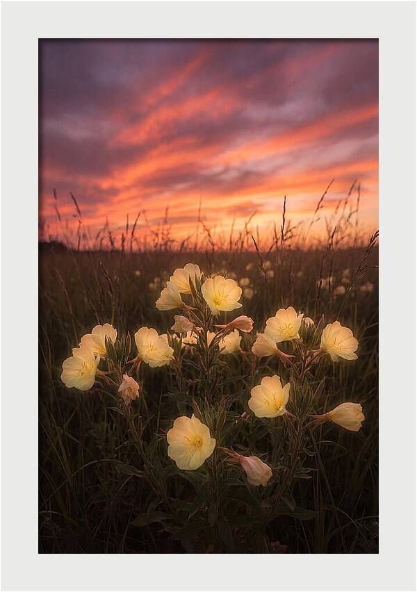 Evening Primrose Glowing At Twilight