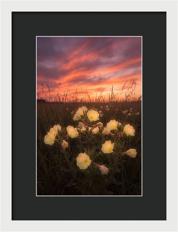 Evening Primrose Glowing At Twilight