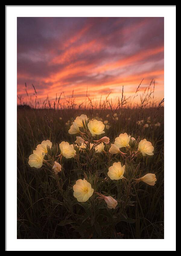 Evening Primrose Glowing At Twilight
