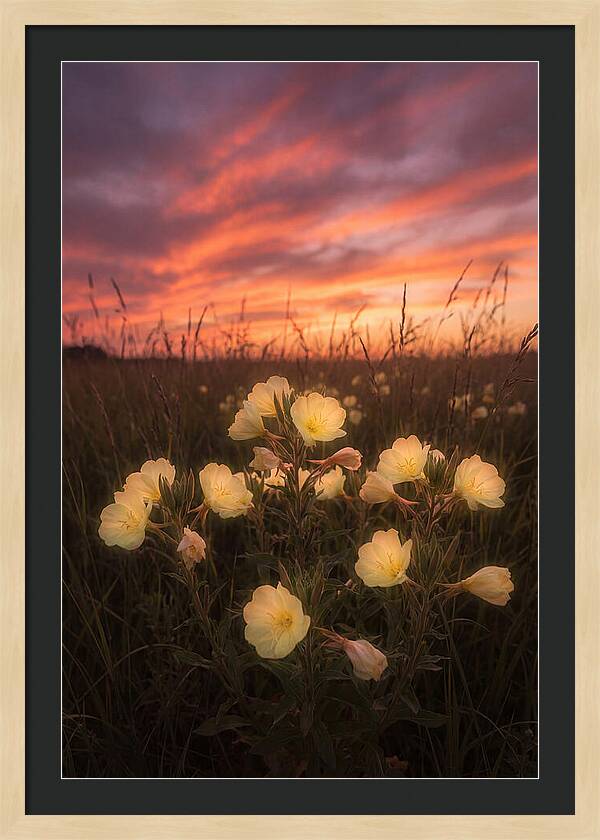 Evening Primrose Glowing At Twilight