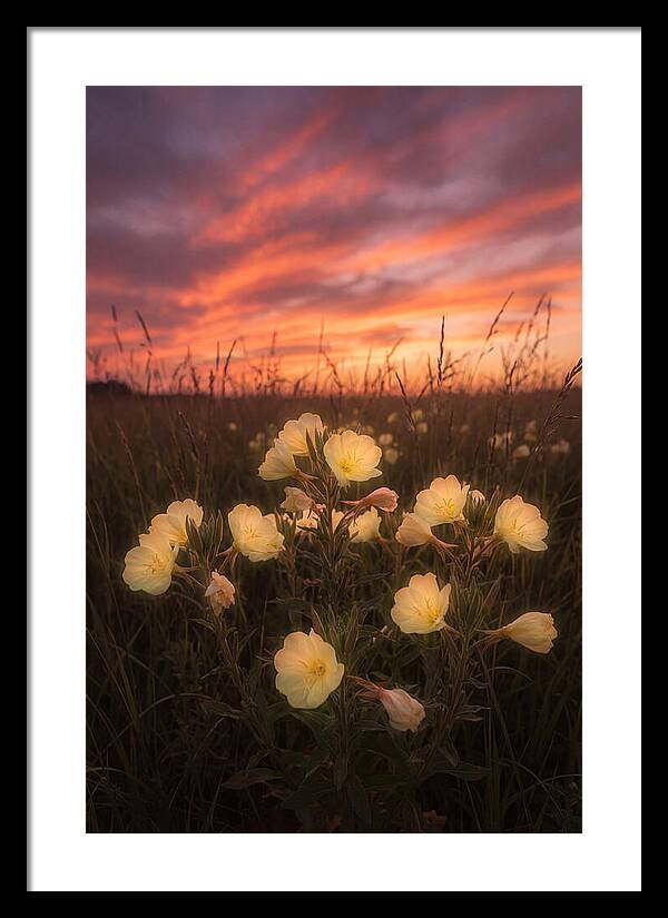Evening Primrose Glowing At Twilight