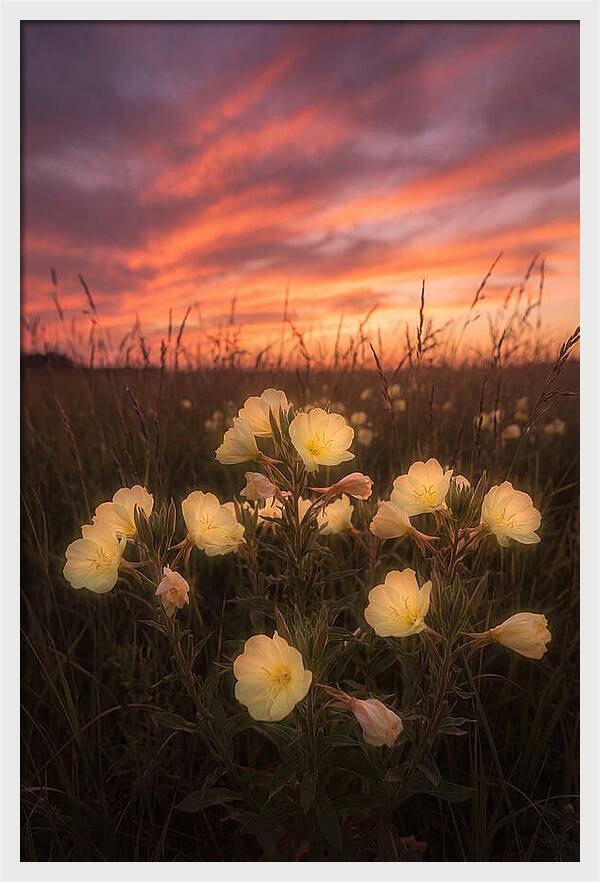 Evening Primrose Glowing At Twilight