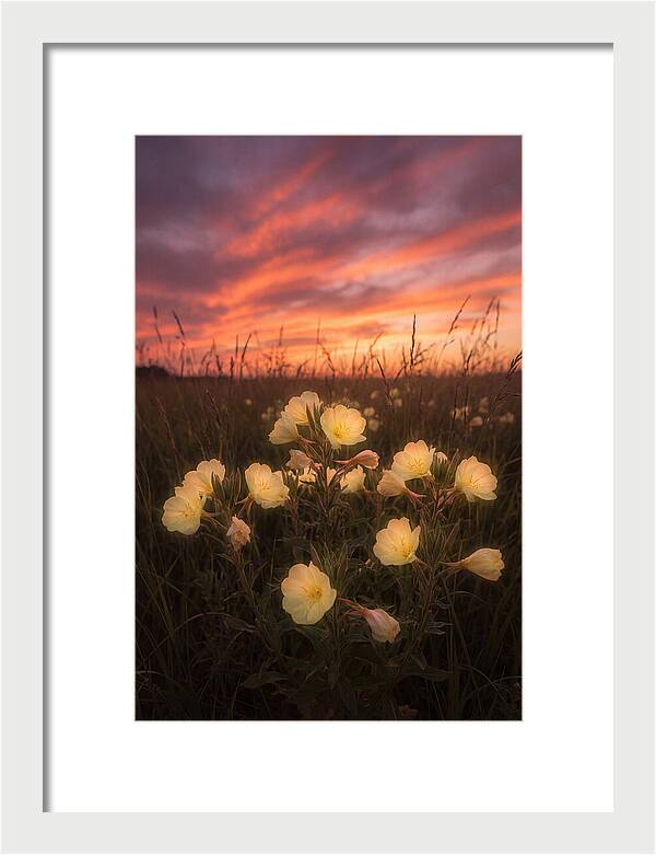 Evening Primrose Glowing At Twilight