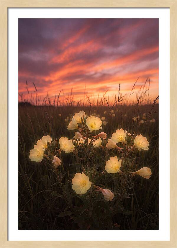 Evening Primrose Glowing At Twilight