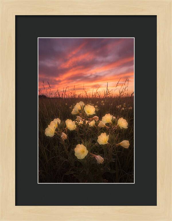 Evening Primrose Glowing At Twilight