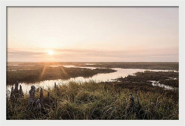 Everglades Dawn Tranquility