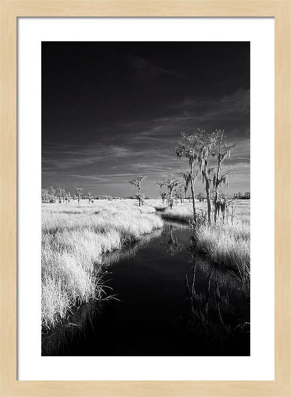 Everglades Dawn Tranquility