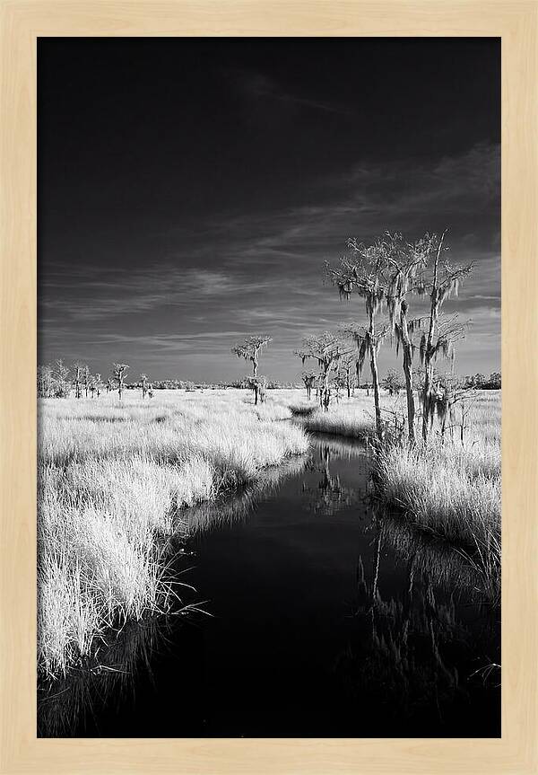 Everglades Dawn Tranquility