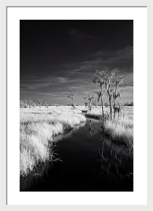 Everglades Dawn Tranquility