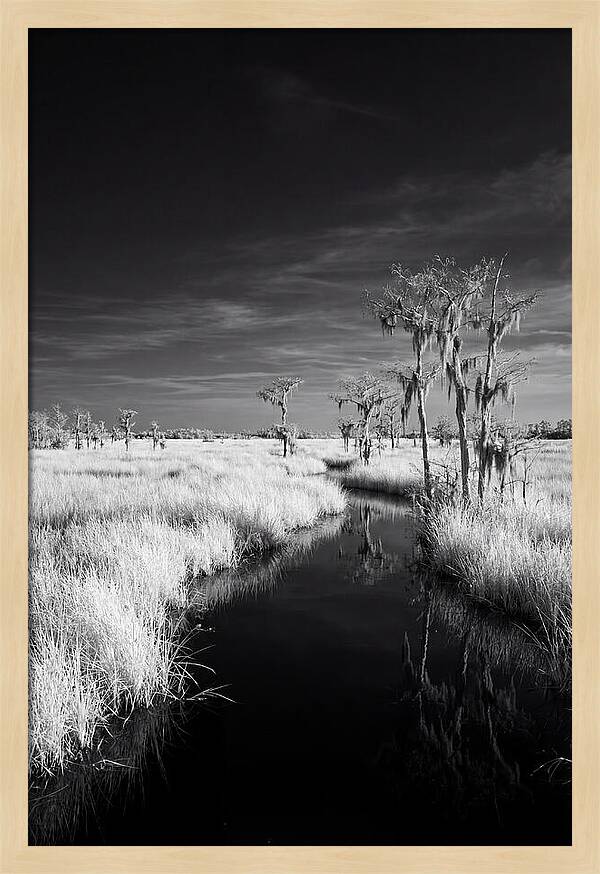 Everglades Dawn Tranquility
