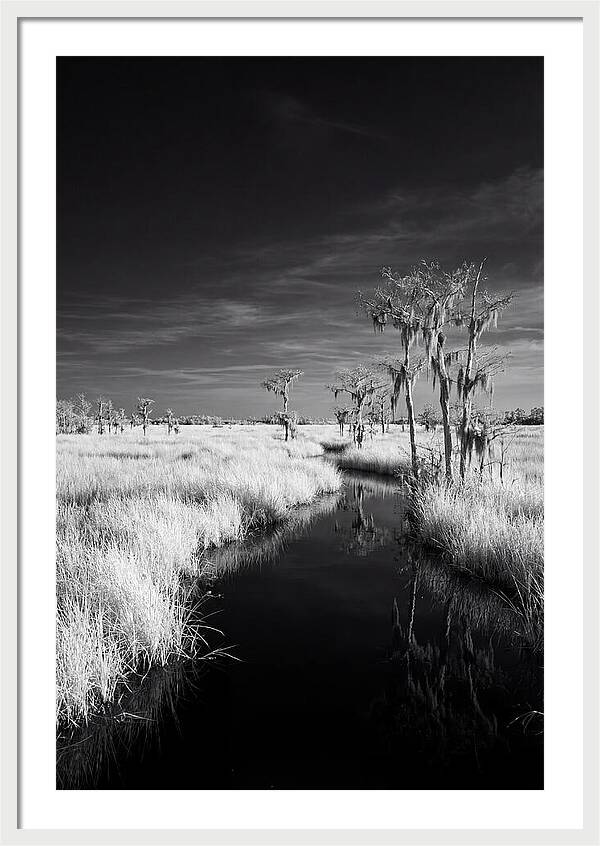 Everglades Dawn Tranquility