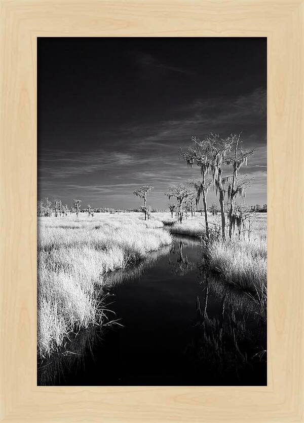 Everglades Dawn Tranquility
