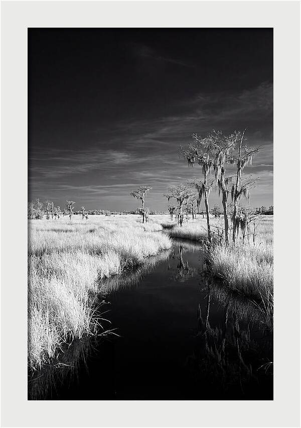 Everglades Dawn Tranquility