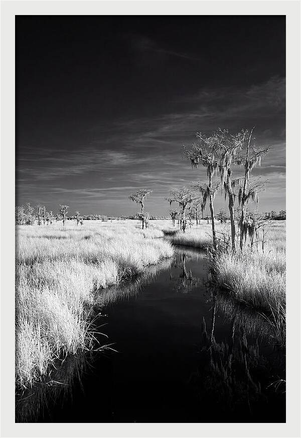 Everglades Dawn Tranquility