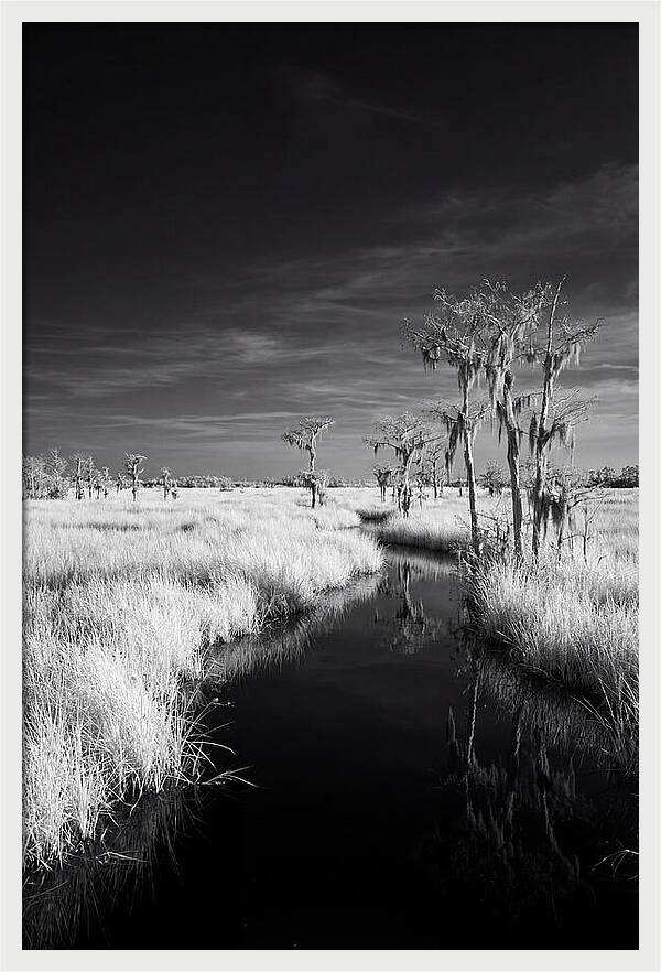 Everglades Dawn Tranquility