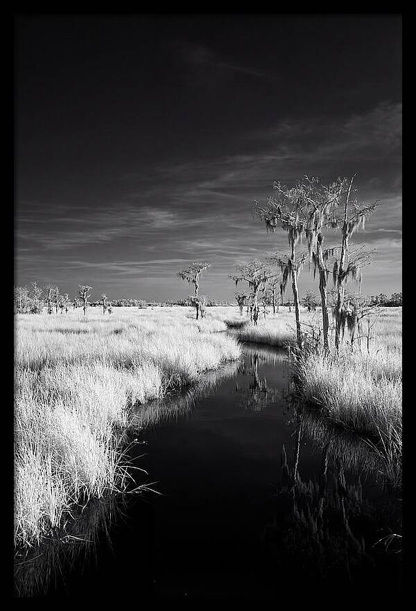 Everglades Dawn Tranquility