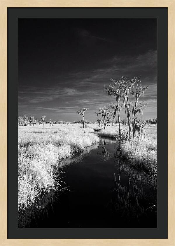 Everglades Dawn Tranquility