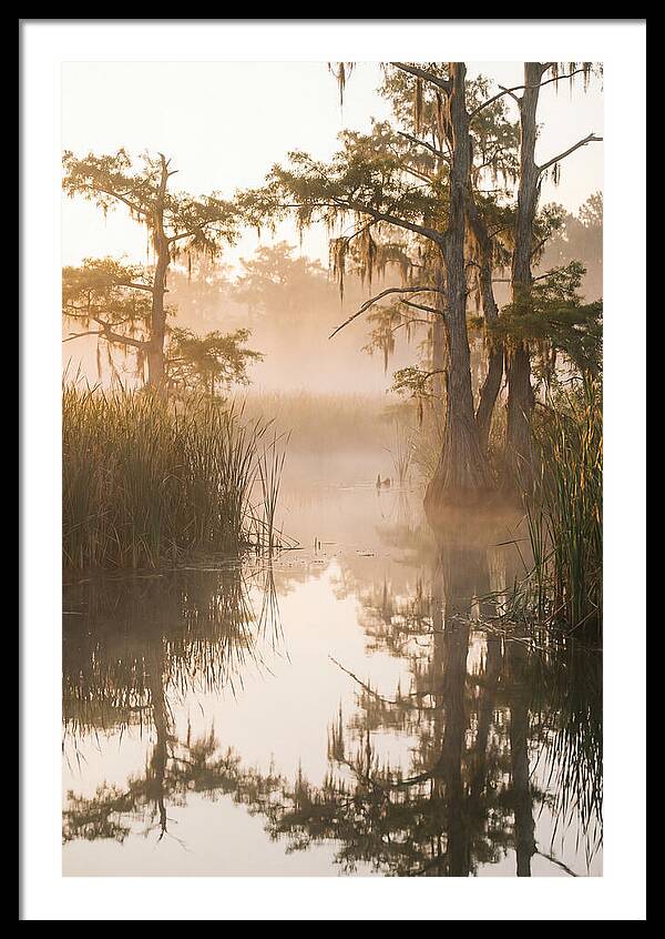 Everglades Morning Serenity