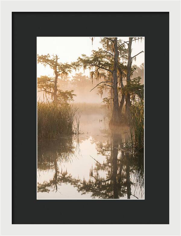 Everglades Morning Serenity