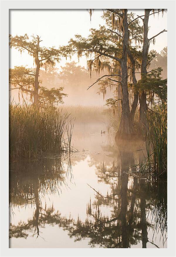 Everglades Morning Serenity